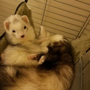 Meet your Posher, Aja